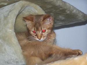 Unser Nefer